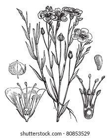 Common flax or Linseed or Linum usitatissimum vintage engraved illustration. Trousset encyclopedia (1886 - 1891).