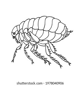 common flea, parasite insect, carriers of plague and other diseases and infections, bloodsucker, vector illustration with black ink contour lines isolated on a white background in hand drawn style