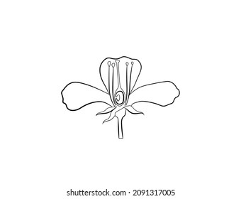 common flower diagram vector illustration 