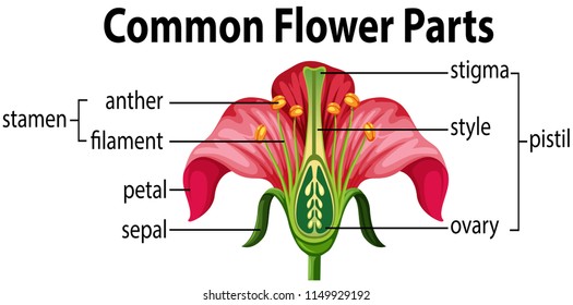 Flower Parts Diagram High Res Stock Images Shutterstock