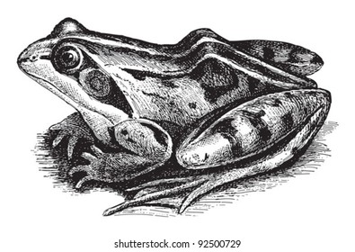 Common Frog (Rana temporaria oxyrrhinus) / vintage illustration from Meyers Konversations-Lexikon 1897