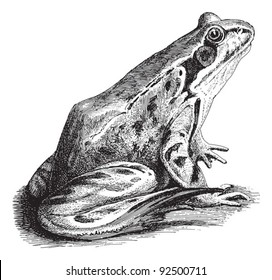 Common Frog (Rana temporaria platyrrhinus) / vintage illustration from Meyers Konversations-Lexikon 1897