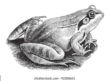 Common Frog (Rana temporaria) / vintage illustration from Meyers Konversations-Lexikon 1897