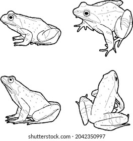 Common Frog Vector Illustration Hand Drawn Animal Cartoon Art