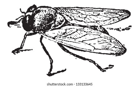 Common Fruit Fly or Drosophila melanogaster, vintage engraved illustration. Dictionary of Words and Things - Larive and Fleury - 1895
