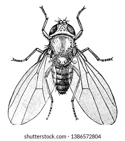 Common Fruit Fly Is An Insect In The Drosophilidae Family, Vintage Line Drawing Or Engraving Illustration.