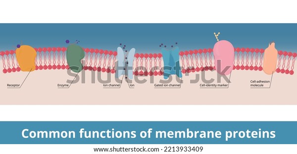 Common
functions of membrane proteins.	Receptor, enzyme, gated ion
channel, cell-identity marker and cell-adhesion molecule. Chemical
messenger breakdown and ions
transportation.