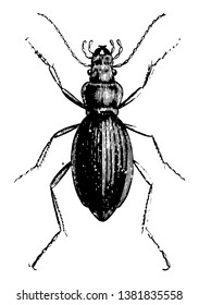 Los escarabajos comunes de los jardines son uno de los más extensos pedidos de insectos, dibujo de líneas vintage o ilustración de grabado.