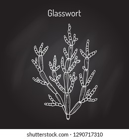 Common glasswort (Salicornia europaea), medicinal plant. Hand drawn botanical vector illustration