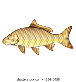 Mirror Carp Vector Art Graphic Design Stock Vector (Royalty Free ...