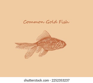 Common goldfish illustration with details and highlights
in engraving style.