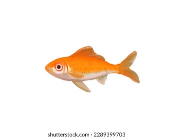 Common Goldfish Isolated on White Background