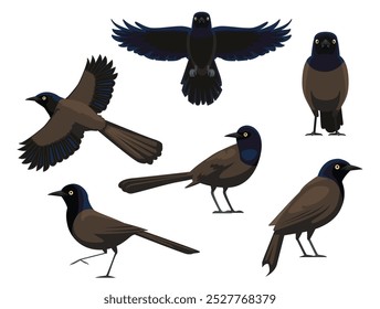 Common Grackle Bird Various Poses Cartoon Vector Character