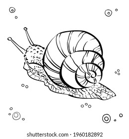 Common grape Snail. Hand drawn graphic illustration of Snail. Black and white. Vector 