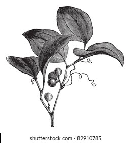 Common Greenbriar or Smilax rotundifolia or Common Greenbrier, vintage engraving. Old engraved illustration of Common Greenbriar isolated on a white background. Trousset encyclopedia (1886 - 1891).