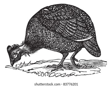 Common guinea fowl (Numida meleagris), vintage engraved illustration. Numida meleagris isolated on white. Trousset encyclopedia (1886 - 1891).