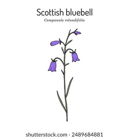 Common harebell, or Scottish bluebell (Campanula rotundifolia), ornamental and medicinal plant. Hand drawn botanical vector illustration