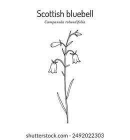 Common harebell, or Scottish bluebell (Campanula rotundifolia), ornamental and medicinal plant. Hand drawn botanical vector illustration