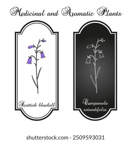 Campainha-comum, ou Campainha-azul-escocesa (Campanula rotundifolia), planta ornamental e medicinal. Ilustração vetorial botânica desenhada à mão