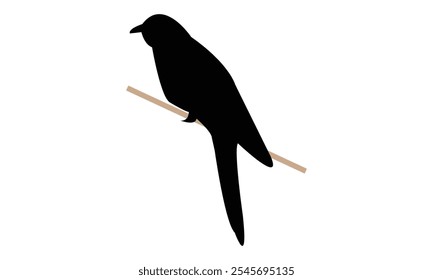 Design De Silhueta De Cuco De Falcão Comum E Ilustração De Vetor. 