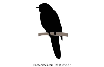 Common Hawk Cuckoo Silhouette Design  And Vector Illustration. 