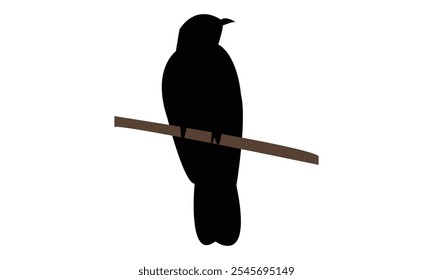 Common Hawk Cuckoo Silhouette Design  And Vector Illustration. 