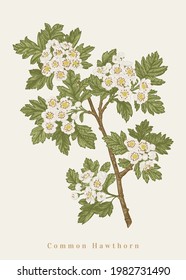 Common hawthorn. Vector botanical illustration.