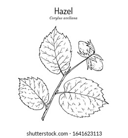 Common hazel (Corylus avellana) nuts with leaves. Hand drawn botanical vector illustration