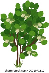 Common hazel (Corylus avellana) plant with nuts and green foliage isolated on white background