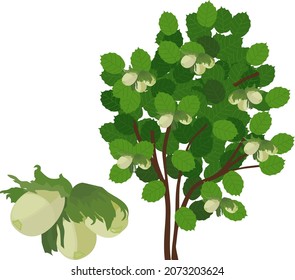 Common hazel (Corylus avellana) plant with green foliage and unripe nuts isolated on white background