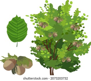 Common hazel (Corylus avellana) plant with green leaf and ripe nuts isolated on white background