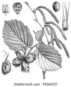 Common Hazel (Corylus Avellana) / vintage illustration from Meyers Konversations-Lexikon 1897