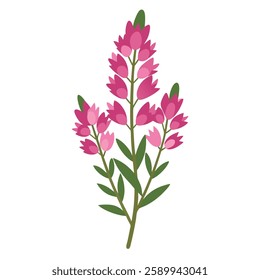 Common heath flower colorful vector art 