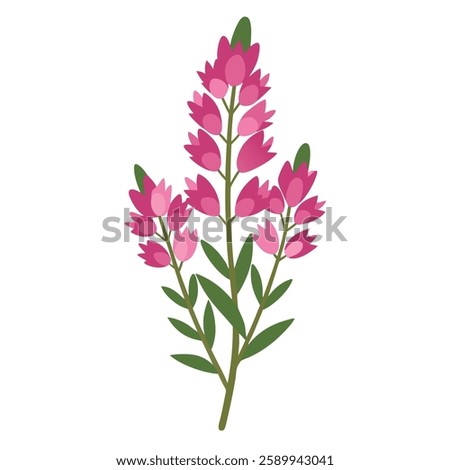 Common heath flower colorful vector art 
