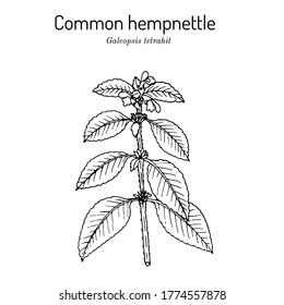 Common hemp-nettle or brittlestem hempnettle, (galeopsis tetrahit), medicinal plant. Vector illustration