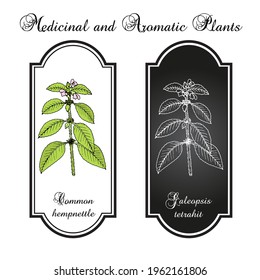 Common hemp-nettle or brittlestem hempnettle, (galeopsis tetrahit), medicinal plant. Vector illustration