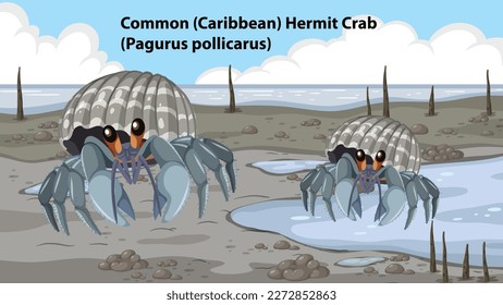 Common Hermit Crab Mangrove Forest Animal illustration