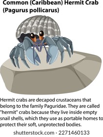 Common Hermit Crab Rocky Shore Animal illustration