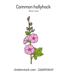 Common hollyhock (Alcea rosea), ornamental and medicinal plant. Hand drawn botanical vector illustration