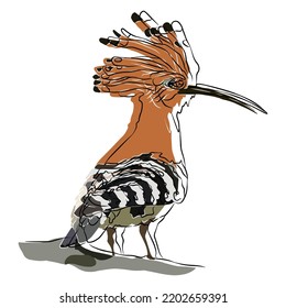 It's a common hoopoe very small.