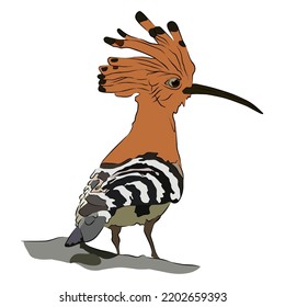 It's a common hoopoe very small.
