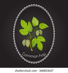 Common hop branch. Hand drawn vector illustration