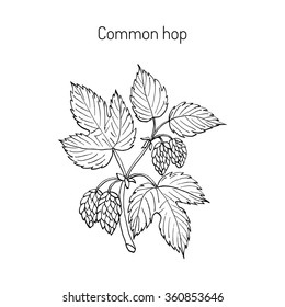 Common hop branch. Hand drawn vector illustration