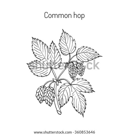 Common hop branch. Hand drawn vector illustration