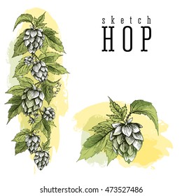 Common hop branch with leaves and cones. Beer hops element colorful sketch and engraving design hops plants. All element isolated, vertical border.