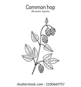 Common hop Humulus lupulus, medicinal plant. Hand drawn vector illustration