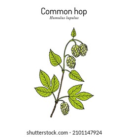 Hop común Humulus lupulus, planta medicinal. Ilustración vectorial dibujada por mano