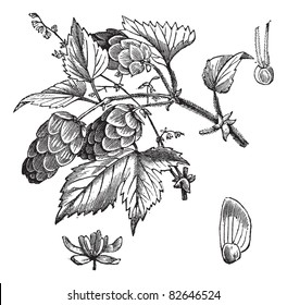 Salto común o Humulus lupulus, grabado vintage. Antigua ilustración de lúpulo común, hojas y flores aisladas en un fondo blanco. Enciclopedia Trousset (1886-1891).