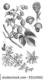 Common hop (Humulus Lupulus) / vintage illustration from Meyers Konversations-Lexikon 1897