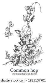 Common hop. Vector hand drawn plant. Botanical plant illustration. Vintage medicinal plant sketch.